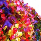 1000 seeds Boston Ivy Plants Rare and Original Japanese Creeper Plants