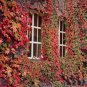 1000 seeds Boston Ivy Plants Rare and Original Japanese Creeper Plants