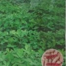 10 seeds Peanut Seeds in one Shell with Red Skin Organic Rare Heirloom Peanut