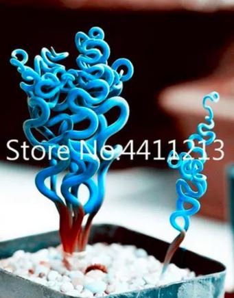 2000 seeds Blue Spring Grass Rare Succulents Plant Funny Seed