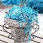 2000 seeds Blue Spring Grass Rare Succulents Plant Funny Seed
