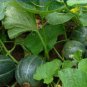 20 seeds Rare Heirloom Small Emerald Gem Melon Cucumis Melo Seeds