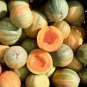 20 seeds Rare Heirloom Small Emerald Gem Melon Cucumis Melo Seeds