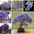20 seeds Rare Jacaranda Mimosifolia Tree Bonsai Tree Jacaranda Flower