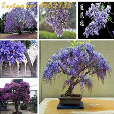 20 seeds Rare Jacaranda Mimosifolia Tree Bonsai Tree Jacaranda Flower