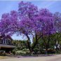 20 seeds Rare Jacaranda Mimosifolia Tree Bonsai Tree Jacaranda Flower