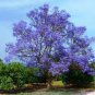 20 seeds Rare Jacaranda Mimosifolia Tree Bonsai Tree Jacaranda Flower