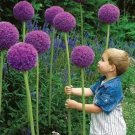 20 seeds Allium Giganteum Seeds Purple Plant DIY Home Garden