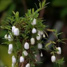10 seeds Rare White Apple-berry Vine Organic