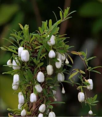 10 seeds Rare White Apple-berry Vine Organic