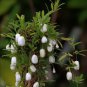 10 seeds Rare White Apple-berry Vine Organic