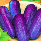 100 seeds Purple Cucumber Seeds Garden Farm Vegetable Plants Seeds