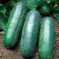 100 seeds Purple Cucumber Seeds Garden Farm Vegetable Plants Seeds