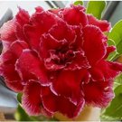 1000 seeds Adenium Dark Red Petals with Thin Whitish Pink Edge Flower