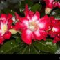 1000 seeds Adenium Dark Red Petals with Thin Whitish Pink Edge Flower