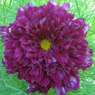 1000 seeds Purple (Mixed) Cosmos Bipinnatus Coreopsis Seeds Purple Double Flowers