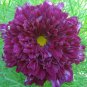 1000 seeds Purple (Mixed) Cosmos Bipinnatus Coreopsis Seeds Purple Double Flowers