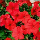 60 seeds Heirloom Red Garden Petunia Hybrida Annual Flower