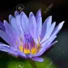 1 seeds Purple Lotus Flowers Purple Water Lily Nymphaea Caerulea