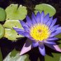 1 seeds Purple Lotus Flowers Purple Water Lily Nymphaea Caerulea