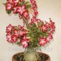 2 seeds Heirloom Pink Desert Rose Adenium