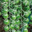 200 seeds Green Cherry Tomato Seeds