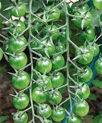 200 seeds Green Cherry Tomato Seeds