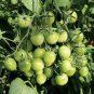 200 seeds Green Cherry Tomato Seeds