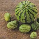 20 seeds Green Skin Red Inside Very Sweet Mini Round Watermelon Juicy Organic