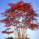 20 seeds Heirloom Chinese Xiangshan Red Maple Tree Bonsai
