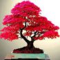 20 seeds Heirloom Chinese Xiangshan Red Maple Tree Bonsai