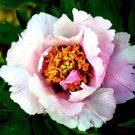 5 seeds Heirloom 'Hua Wang' White Pink Black Peony Plant