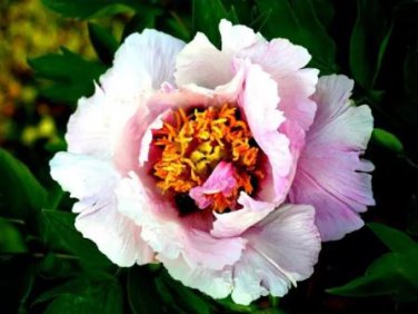 5 seeds Heirloom 'Hua Wang' White Pink Black Peony Plant