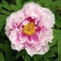 5 seeds Heirloom 'Hua Wang' White Pink Black Peony Plant
