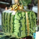50 seeds Big Red Sweet Square Watermelon Heirloom