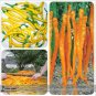 200 seeds Hybrid Yellow & Orange Long Chili Pepper