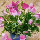 15 seeds Beautiful Sweet Pea Flower Seeds potted pink sweet pea