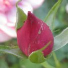 50 seeds Red Rose Bud Bonsai Flowers