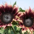 20 seeds 'Cherry Rose Hybrid' Dark Red Ornamental Sunflower Seeds