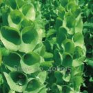 25 seeds Shell Flower Seeds Garden Plants Ornamental Plants