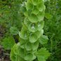 25 seeds Shell Flower Seeds Garden Plants Ornamental Plants
