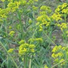 45 seeds Radix Seeds Herbs Isatis Tinctoria