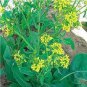 45 seeds Radix Seeds Herbs Isatis Tinctoria