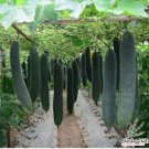 8 seeds Black Wax Gourd Seed Best Garden Plants Vegetable