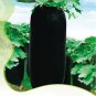 8 seeds Black Wax Gourd Seed Best Garden Plants Vegetable