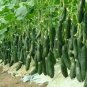 8 seeds Black Wax Gourd Seed Best Garden Plants Vegetable