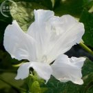 50 seeds White Hige Morning Glory