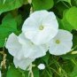 50 seeds White Hige Morning Glory