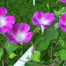 50 seeds Split Personality Ipomoea Purpurea Morning Glory