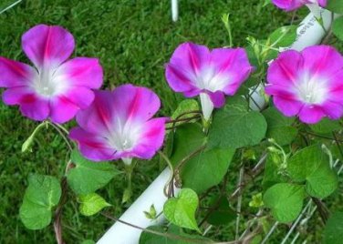 50 seeds Split Personality Ipomoea Purpurea Morning Glory